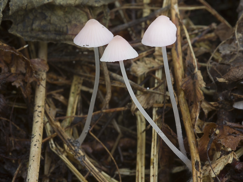 Mycena metata